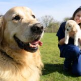 Životinje: Penzija za psa vodiča, oca više od 300 štenaca 8