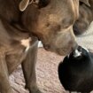 Životinje: Australija je odahnula, svraka Moli i pas Pegi su ponovo zajedno 13