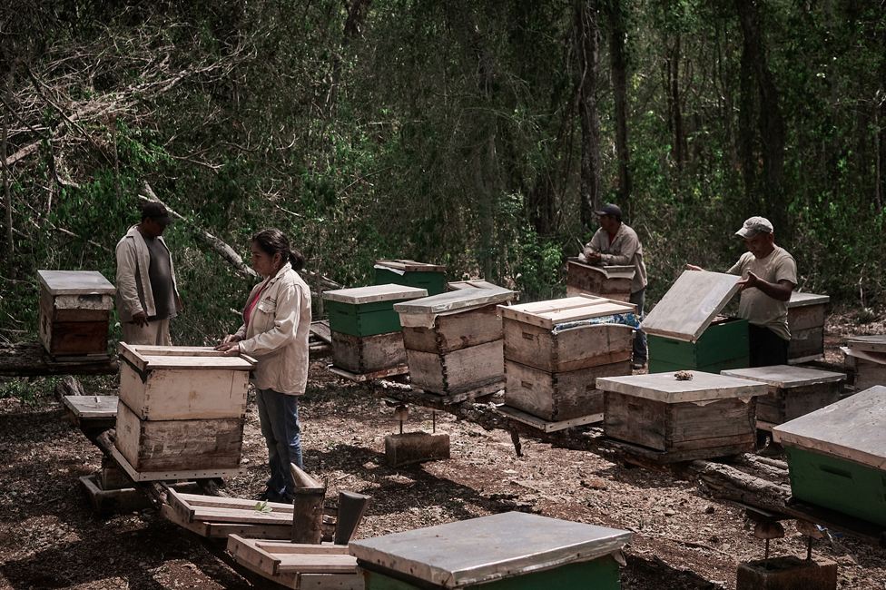 Soni nagrada za fotografiju 2024: Nasilno sterilisane žene sa Grenlanda i tragedija meksičkih starosedelaca 7 Beekeepers in Hopelchén, Campeche in southeast Mexico