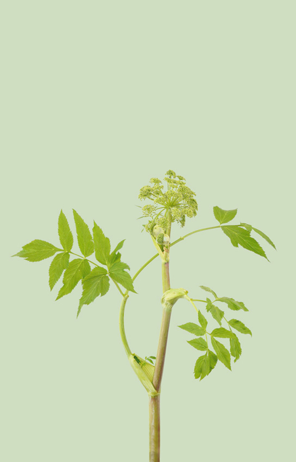 Soni nagrada za fotografiju 2024: Nasilno sterilisane žene sa Grenlanda i tragedija meksičkih starosedelaca 18 Still life study of a plant used for medicinal purposes