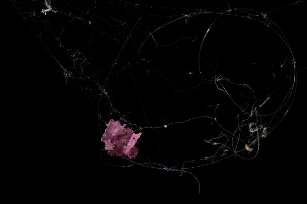 Soni nagrada za fotografiju 2024: Nasilno sterilisane žene sa Grenlanda i tragedija meksičkih starosedelaca 20 A leaf and fibres caught in a spider web
