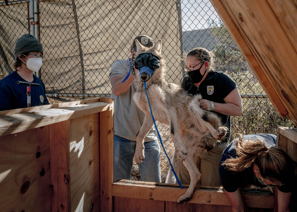 Soni nagrada za fotografiju 2024: Nasilno sterilisane žene sa Grenlanda i tragedija meksičkih starosedelaca 27 Mexican grey wolf at the Ladder Ranch in Caballo, New Mexico is placed inside a capture box and muzzled in order to reduce visual stimulation and make it safer to handle for USFWS biologists Brady McGee, Melissa Kretzian and Margaret Dwyer from the Mexican Grey Wolf Recovery Program.