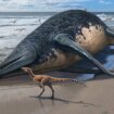 Arheologija: Praistorijski morski reptil dvaput duži od autobusa 11