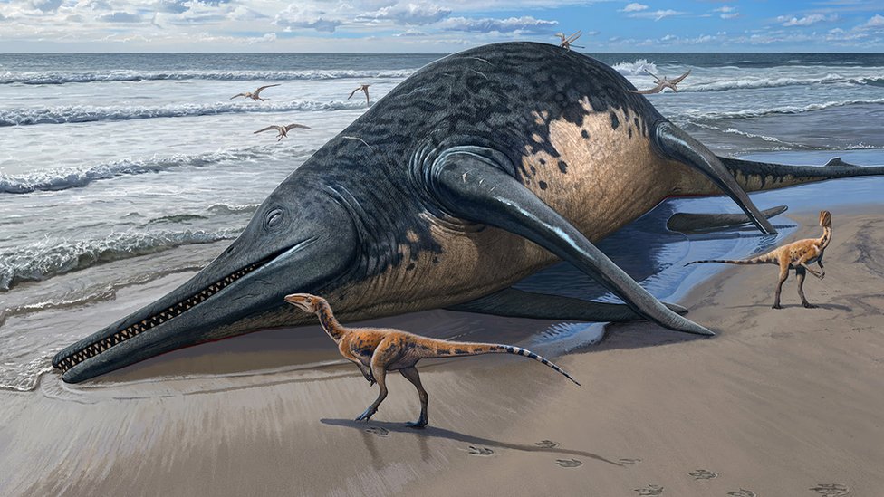 Arheologija: Praistorijski morski reptil dvaput duži od autobusa 8