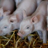 Srbija i hrana: Koliko će koštati prasetina uoči praznika i šta to znači za stočare 9