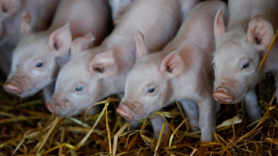 Srbija i hrana: Koliko će koštati prasetina uoči praznika i šta to znači za stočare 1 Prasići