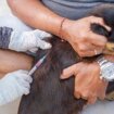 Srbija i životinje: Od čega su uginuli psi u Novom Sadu i da li je reč o trovanju 13