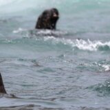 Šta je Dan planete Zemlje i šta je postigao 6