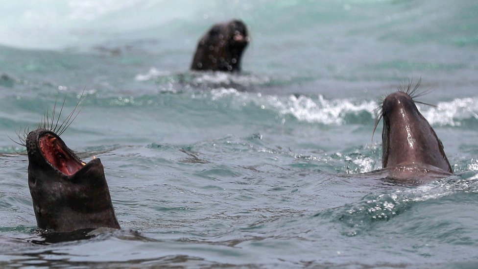 Šta je Dan planete Zemlje i šta je postigao 1 foke