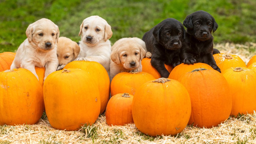 Zašto u Srbiji nema pasa vodiča 1 psi, štenci
