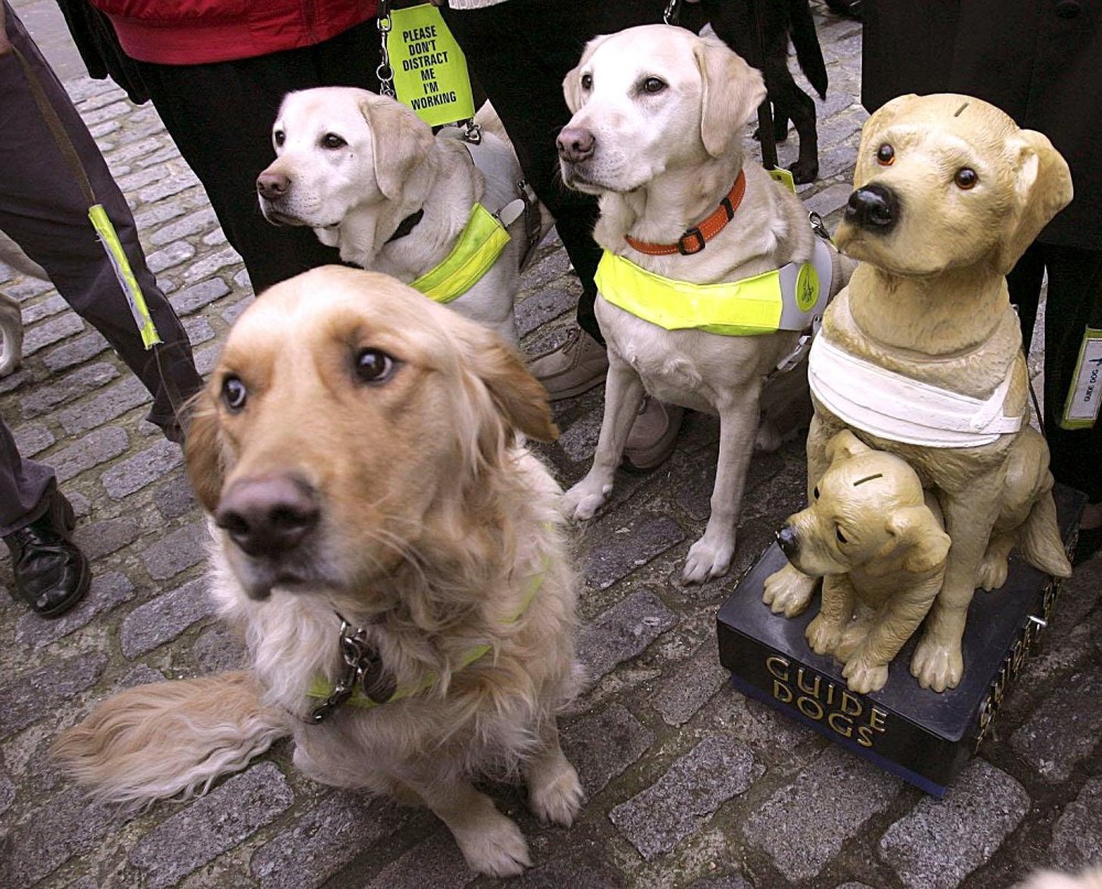 Zašto u Srbiji nema pasa vodiča 2 Pas vodič