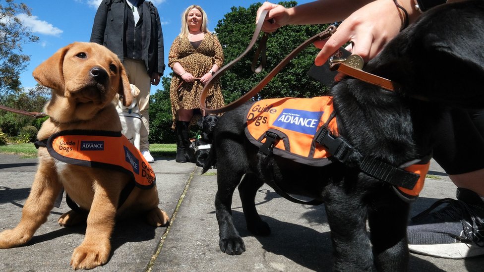 Zašto u Srbiji nema pasa vodiča 3 Pas vodič