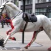Pomahnitali konji jurili centrom Londona, povredili nekoliko ljudi 10