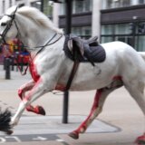 Pomahnitali konji jurili centrom Londona, povredili nekoliko ljudi 37