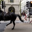 Odbegli konji u Londonu: „Prerano" za priču o povratku životinja u službu, kažu iz vojske 5