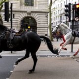 Odbegli konji u Londonu: „Prerano" za priču o povratku životinja u službu, kažu iz vojske 35