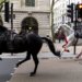 Odbegli konji u Londonu: „Prerano" za priču o povratku životinja u službu, kažu iz vojske 2
