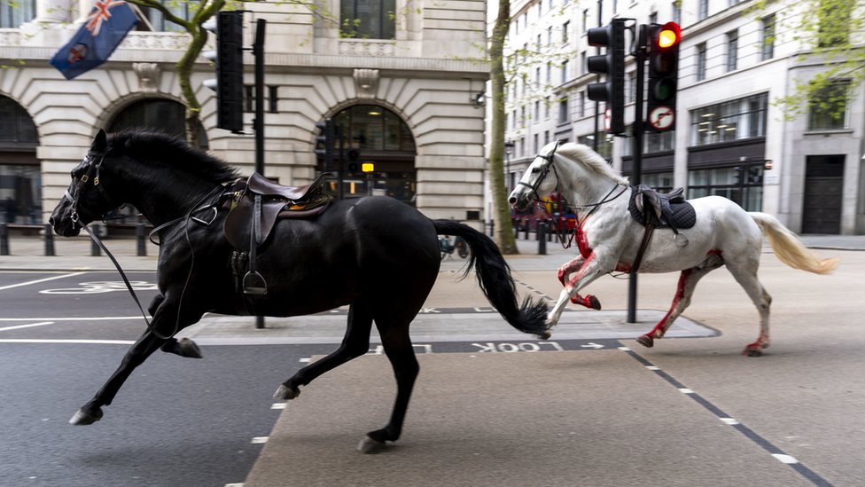 Odbegli konji u Londonu: „Prerano" za priču o povratku životinja u službu, kažu iz vojske 9