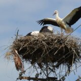Pet zanimljivosti o belim rodama, koje u Srbiji žive i umiru od ljudi 5