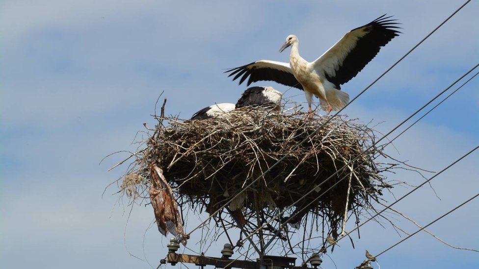 Pet zanimljivosti o belim rodama, koje u Srbiji žive i umiru od ljudi 1 Rode u banatskom selu Taraš na strujnom stubu