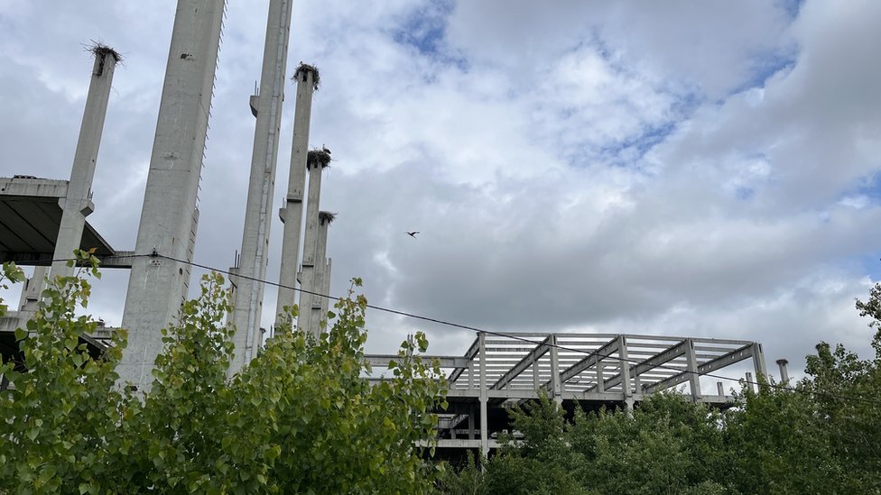 Pet zanimljivosti o belim rodama, koje u Srbiji žive i umiru od ljudi 2 Kolonija roda u novosadskom naselju Klisa