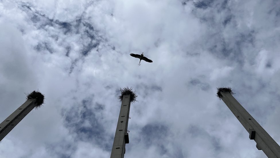 Pet zanimljivosti o belim rodama, koje u Srbiji žive i umiru od ljudi 3 Roda u novosadskom naselju Klisa