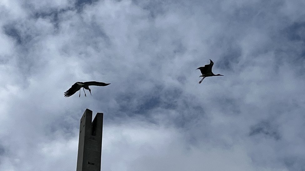 Pet zanimljivosti o belim rodama, koje u Srbiji žive i umiru od ljudi 4 Rode