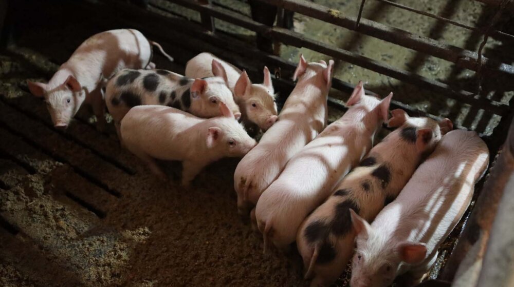 Cena prasadi u stratosferi: Kilogram žive vage 800 dinara i više 1