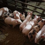 Cena prasadi u stratosferi: Kilogram žive vage 800 dinara i više 5