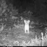 Novi Zeland je potrošio 300.000 dolara da bi ubio jednu jedinu životinjicu - i imao je razlog za to 11