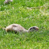 Ugroženost flore Trstenika zbog geoloških ispitivanja 2