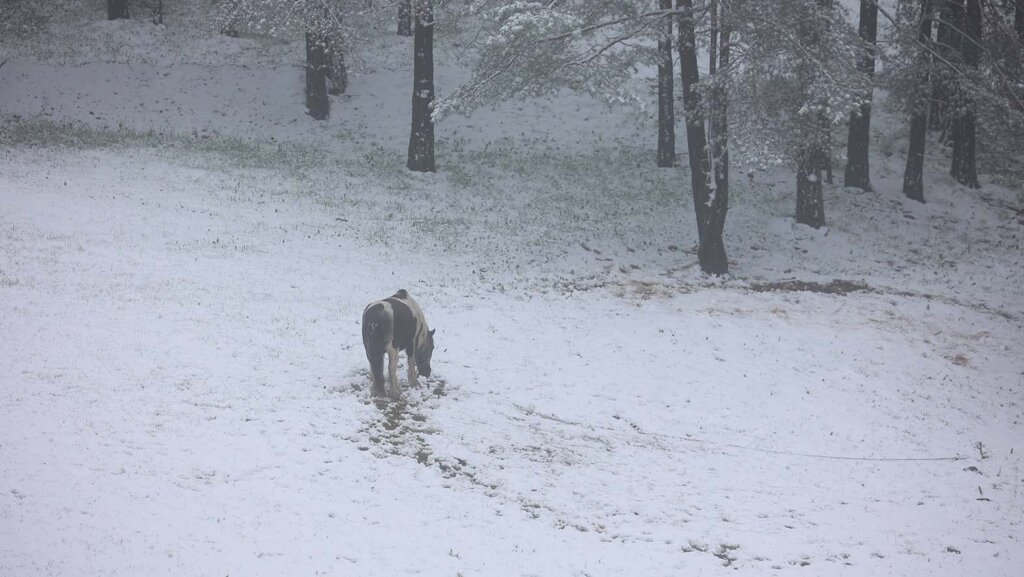 (FOTO) U Šapcu, Kosjeriću, na Zlatiboru i Tari pada sneg: Pogledajte fotografije "belog aprila" 3