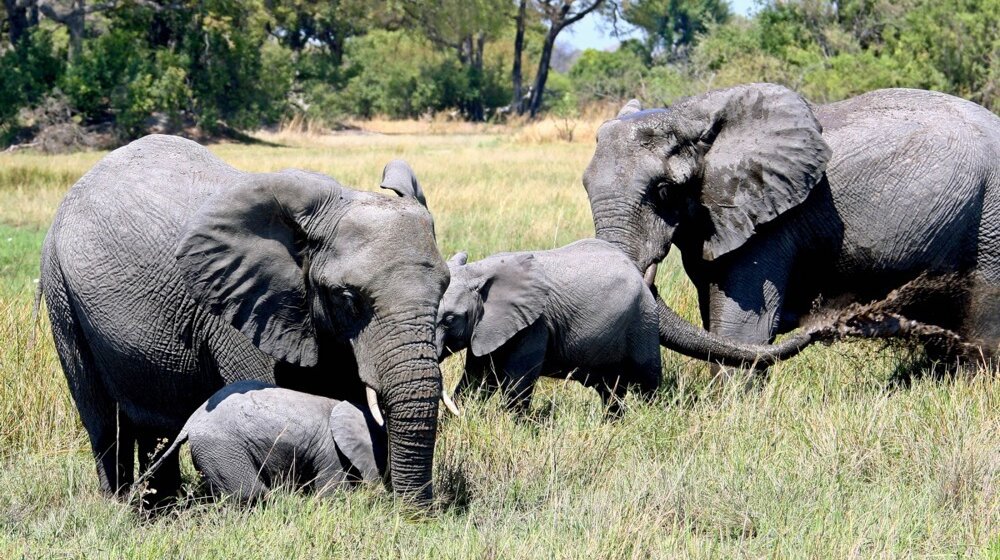 Da li bi Nemačka mogla da ugosti 20.000 slonova iz Bocvane?: Politico je konsultovao stručnjaka 1