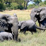 Da li bi Nemačka mogla da ugosti 20.000 slonova iz Bocvane?: Politico je konsultovao stručnjaka 2