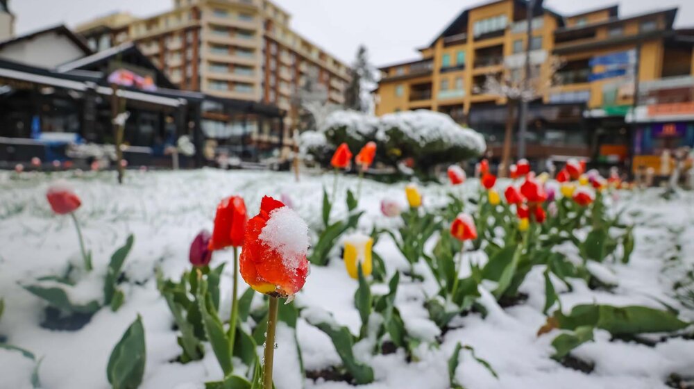 (FOTO)U Šapcu, Kosjeriću, na Zlatiboru i Tari pada sneg: Pogledajte fotografije "belog aprila" 10
