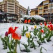 (FOTO)U Šapcu, Kosjeriću, na Zlatiboru i Tari pada sneg: Pogledajte fotografije "belog aprila" 12
