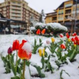(FOTO) U Šapcu, Kosjeriću, na Zlatiboru i Tari pada sneg: Pogledajte fotografije "belog aprila" 7