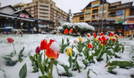 (FOTO)U Šapcu, Kosjeriću, na Zlatiboru i Tari pada sneg: Pogledajte fotografije "belog aprila" 9