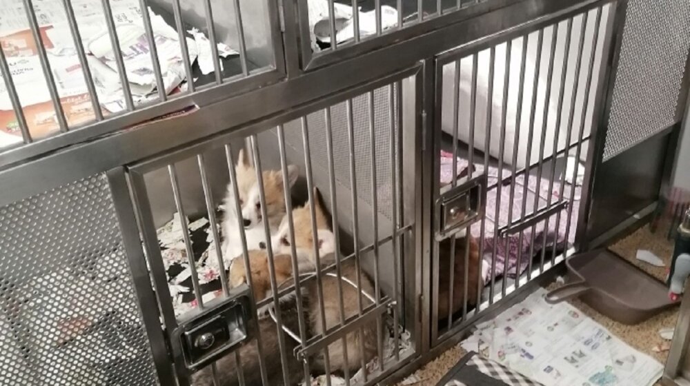 MUP: U Kruševcu presečen lanac međunarodnih krijumčarskih kanala za trgovinu kućnim ljubimcima 1