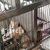 MUP: U Kruševcu presečen lanac međunarodnih krijumčarskih kanala za trgovinu kućnim ljubimcima 7