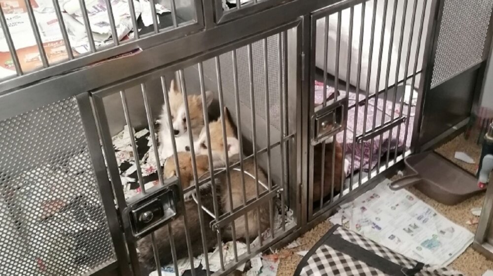 Sprečen šverc 21 rasnog psa 1