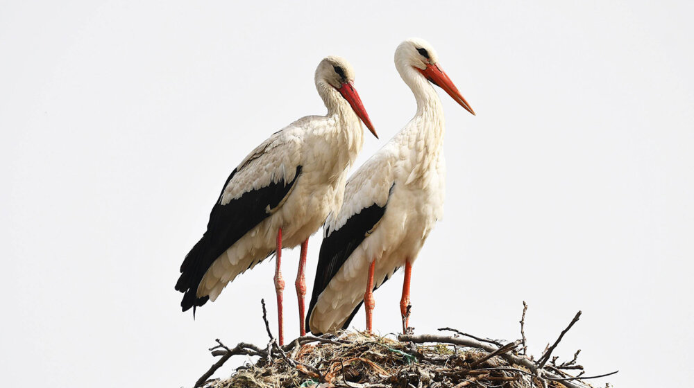 Vraćaju se rode na stubove nedovršene fabrike u Novom Sadu 1