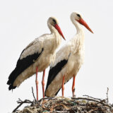 Vraćaju se rode na stubove nedovršene fabrike u Novom Sadu 2