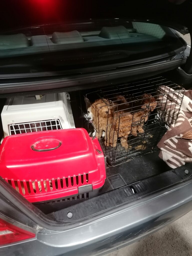 Uprava carina: Na Gradini sprečeno krijumčarenje rasnih pasa 2