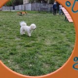 Sve bi bilo super da nema neodgovornih i bahatih vlasnika: Kragujevac dobio prvi Pet park za kućne ljubimce (FOTO) 4