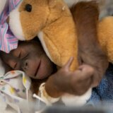 Rođeno mladunče bornejskog orangutana, kritično ugrožene vrste 8