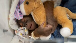 Rođeno mladunče bornejskog orangutana, kritično ugrožene vrste