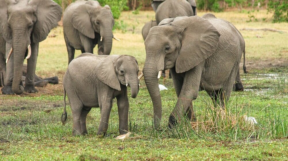 Istraživanje: Slonovi se pozdravljaju korišćenjem više od 1.200 signala 9
