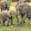 Istraživanje: Slonovi se pozdravljaju korišćenjem više od 1.200 signala 12
