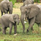 Istraživanje: Slonovi se pozdravljaju korišćenjem više od 1.200 signala 6